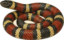 Scarlet Kingsnake