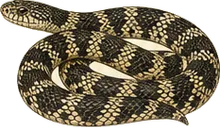 Speckled Kingsnake