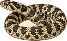 Arizona Mountain Kingsnake