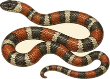 Milk Snake