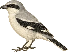 Northern Shrike