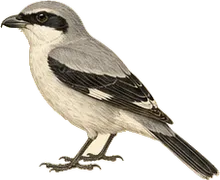 Loggerhead Shrike