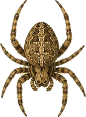 Furrow Orb Weaver
