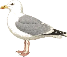 Glaucous-winged Gull
