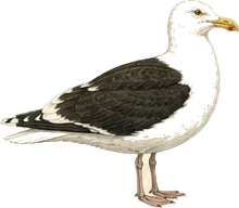 Great Black-backed Gull