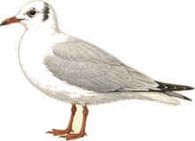 Little Gull