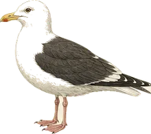 Western Gull