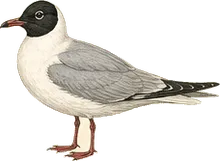 Bonaparte's Gull