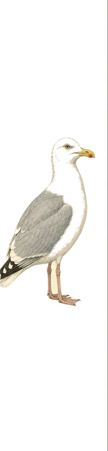 Thayer's Gull