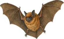 Western Red Bat