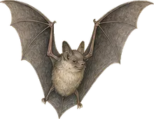 Hoary Bat