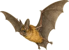 Canyon Bat