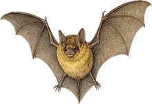 Northern Yellow Bat