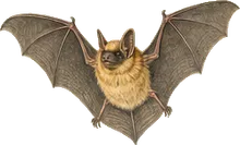 Seminole Bat