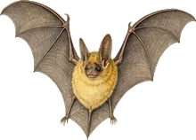Western Yellow Bat