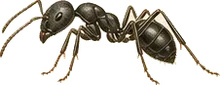 Black Garden Ant