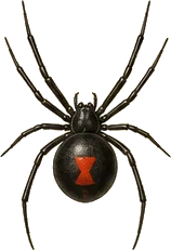 Southern Black Widow