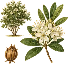 Labrador Tea