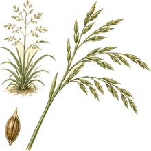 Rice Cutgrass