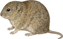 Sagebrush Vole