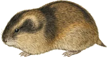 Brown Lemming