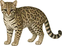 Margay