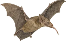 Lesser Long-nosed Bat