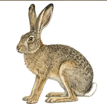 Antelope Jackrabbit