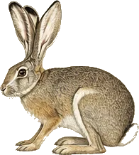 White-sided Jackrabbit