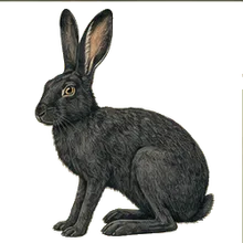 Black Jackrabbit