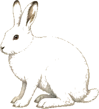 Alaskan Hare
