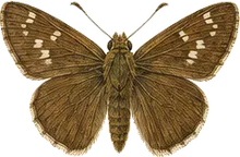 Clouded Skipper
