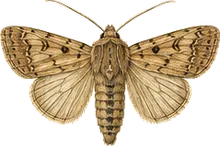 Common Wainscot Moth