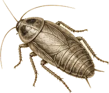 Madeira Cockroach