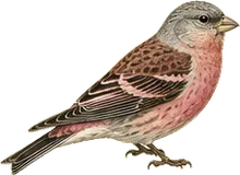 Gray-crowned Rosy-Finch