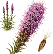 Cylindrical Blazing Star