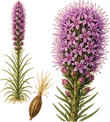 Prairie Blazing Star