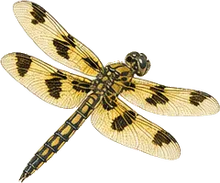 Eight-spotted Skimmer