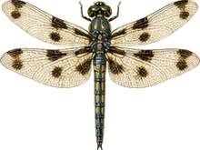 Twelve-spotted Skimmer