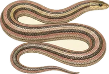 Rosy Boa