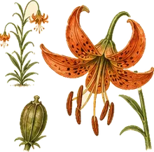 Canada Lily