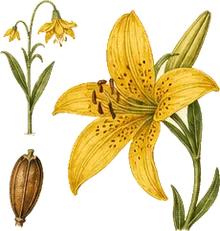 Columbia Lily