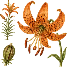 Wood Lily