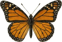 Viceroy