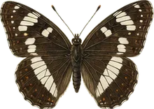 White Admiral