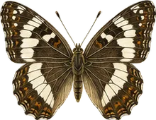 Lorquin's Admiral