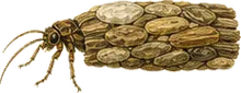 Case-building Caddisfly