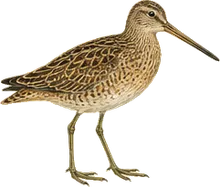 Short-billed Dowitcher
