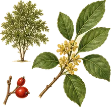 Spicebush