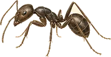 Argentine Ant